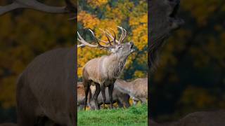 Deer rutting season antler shorts ytshort videoshort [upl. by Wilfrid]