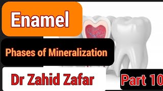 Part10 Enamel Amelogenesis phases of Mineralization tencate amelogenesis phasesofmineralization [upl. by Adiell58]