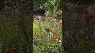 Pipevine Swallowtail in our yard NationalButterfly rgv956 nature texasnativeplants [upl. by Noraed]