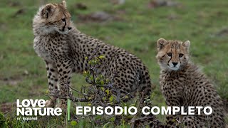 🐆 GUEPARDO llora a su cachorro ASESINADO por leones ⛈️ Persiguiendo las Lluvias ☔ Episodio 2 [upl. by Nadoj97]