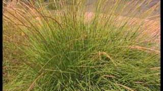 How To Choose Ornamental Grasses For The Garden [upl. by Aseeral]