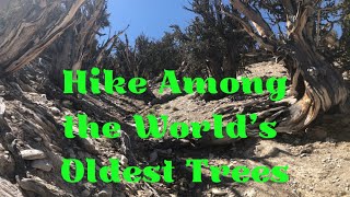 How to See the Worlds Oldest Trees  Hiking in the Ancient Bristlecone Pine Forest [upl. by Adonis]