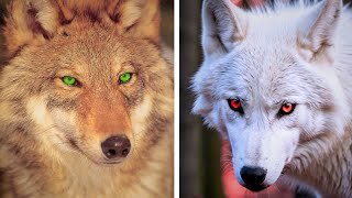 7 Most Beautiful Wolves in the World [upl. by Ellehcear]