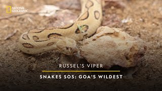 Russells Viper  Snakes SOS Goas Wildest Season 2  National Geographic [upl. by Aneelas534]