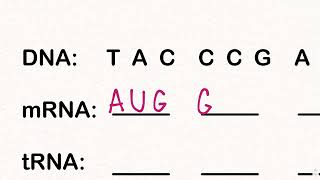 How To Use The Genetic Codon Chart [upl. by Aleihs]