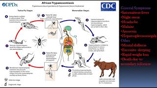 Haemoflagellates  Leishmania and Trypanosomes [upl. by Asselam]