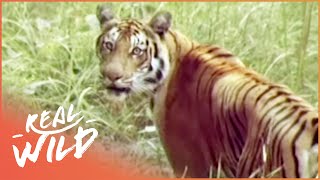 The Survival Of A Tiger TIger Documentary Real Wild [upl. by Aisaim]