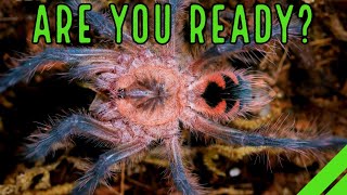 YOUR 1st Tarantula  What To Expect When YOURE Expecting a Spider [upl. by Anev]