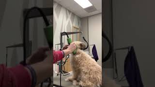 Shaving a Matted Dog [upl. by Ailed]