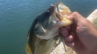 Largemouth Bass Fishing [upl. by Yema]