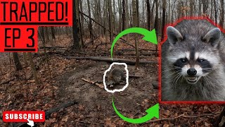 How to Use a DP Raccoon Trap EASY S2 I EP3 [upl. by Nilhtac]