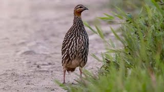 Swamp francolin Francolinus gularis [upl. by Donica971]