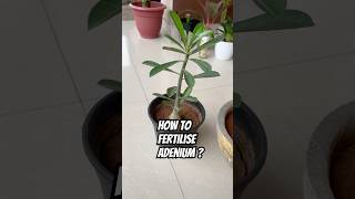 How to fertilize ADENIUM adenium fertilizer tbb gardening [upl. by Heyer281]