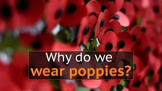 Why do people wear poppies to mark Armistice Day in the UK [upl. by Rodrich]