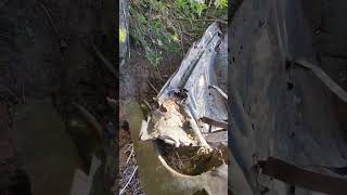 Wreckage found on Lake Superior Michigan wreckedcar explore treasurehunt nature adventure [upl. by Ynnoj854]