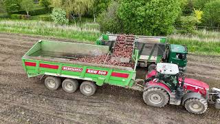 Sugar beet harvest [upl. by Etrem]