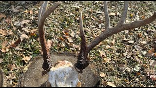 Time lapse  Quartering a Whitetail Buck [upl. by Aleicarg]