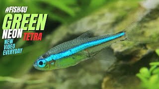 quotGreen Neon Tetra Paracheirodon Simulans discover the Rarest neon fish in Aquariumsquot [upl. by Taber628]