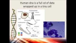 Human and Chimpanzee DNA Compared [upl. by Katuscha66]