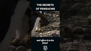 How Penguins Survive Extreme Cold Fascinating Facts About These Amazing Birds [upl. by Yentyrb]