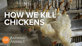 How slaughterhouses kill thousands of chickens an hour [upl. by Kamal985]