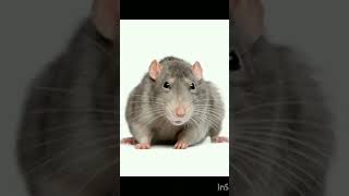 Rat control part 5 contact  9447973703 [upl. by Etnahs105]