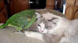 Amazon Parrot and Kitty [upl. by Conway954]