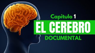 Cap 1 El Cerebro  Documental [upl. by Nirek]