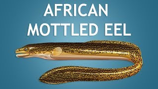 Elltharis  AFRICAN MOTTLED EEL 5★ [upl. by Eyk]