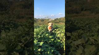 Labrador specializes in undertaking various businesses such as digging sweet potatoes [upl. by Suoilenroc]