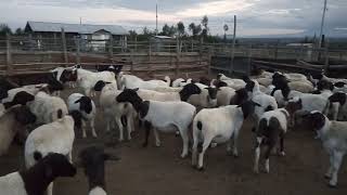 Exotic Dorper Sheep Farming in Kenya [upl. by Anadal]