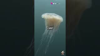 Lions Mane Jellyfish Heyiamdobby trending jellyfish viralvideo oceanlife youtuber [upl. by Atteuqal]