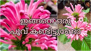 ഇങ്ങനെ ഒരു പൂവ് കണ്ടിട്ടുണ്ടോ JACOBINIA PLANTJUSTICIA CARNEAFLOWERING PLANTMALAYALAM [upl. by Niessuh334]