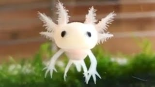 Axolotl Salamander Facts  Cute Pet With A Derpy Smile [upl. by Ringe740]