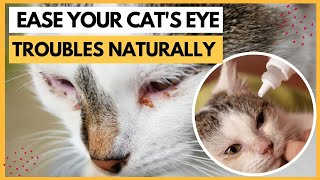 How to Treat Cat Eye Infection At HomeEase Your Cats Watery Eyes Naturally [upl. by Anaderol270]