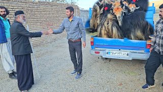 Charms of village life Babak sells old sheep and brings young goats to the village [upl. by Ytsirhk]