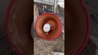 Quail enclosure… quail coturnixquail coturnix shortsfeed covey quailmom quails [upl. by Aihsetal]