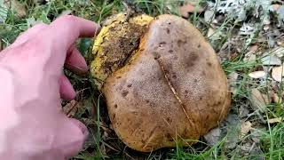 Boletus xanthopus Neoboletus xanthopus antes Boletus erythropus var discolor características [upl. by Norven]