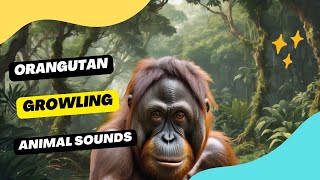 Orangutan Sounds  orangutan  sound effect soundsextra [upl. by Llevra869]