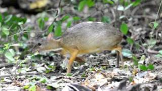 Lesser Chevrotain [upl. by Falcone]