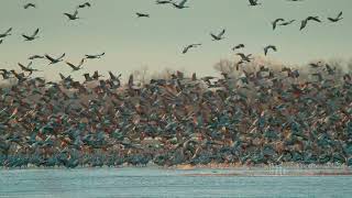 Wings Over Water in IMAX [upl. by Marje636]