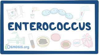 Enterococcus causes symptoms diagnosis treatment pathology [upl. by Clorinda]