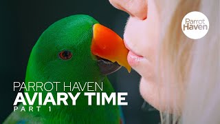 Spending Time With Our Eclectus Parrots In Their Aviary [upl. by Gatias]