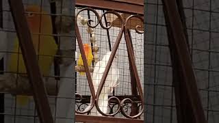 White cockatiel in a cage bird wildlife birds cockatiel birdspecies cockatiels [upl. by Dylan763]