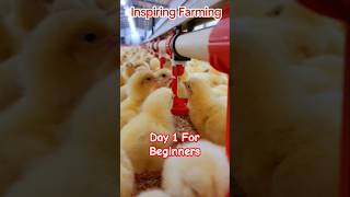 How to grow Chickens in 6 Weeks DAY 1 [upl. by Aizat]