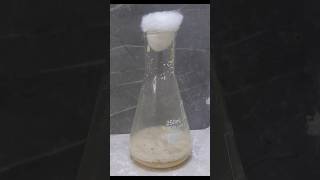 Fermentation science biology chemistry experiment fermentation youtube shorts [upl. by Cioffred]