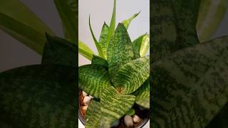 Sansevieria Snake plant  Lucky home plant💰 💸  Indoor Plants 🐍 garden snakeplant plant Indoor [upl. by Ardnossak]