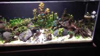 30 gallon Bucephalandra Green neon tetra tank [upl. by Xuaegram316]