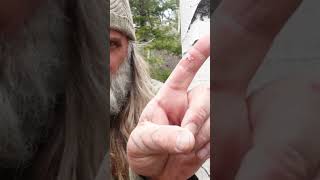 Aspen Bark  Natural Remedies plantmedicine bushcraft survival donnydust primitiveskills [upl. by Tedie964]