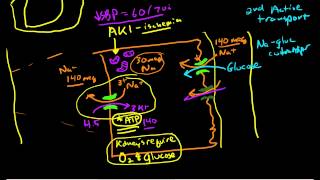 Renal Physiology Reabsorption and Excretion [upl. by Nimref]